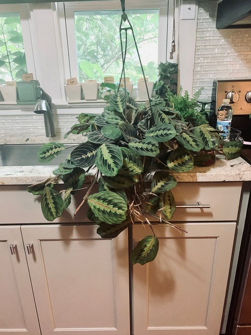 Prayer Plant indoor decoration 3