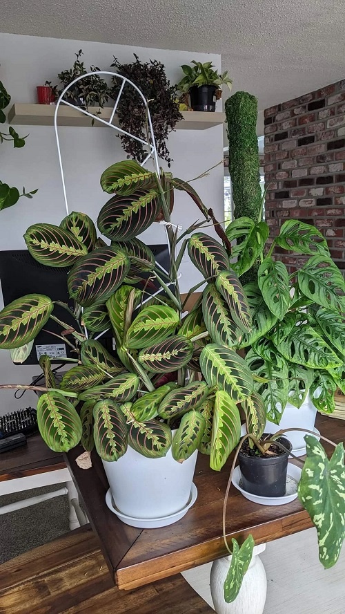 Prayer Plant Display Ideas 2