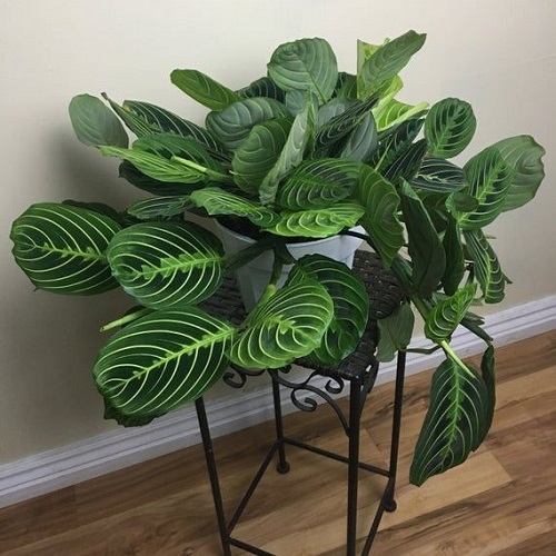 Prayer Plant indoor decoration 4