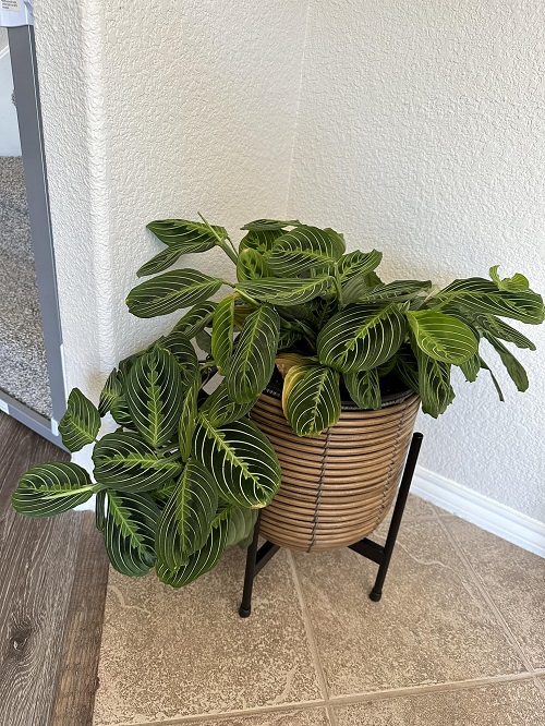 Prayer Plant indoor decoration 5