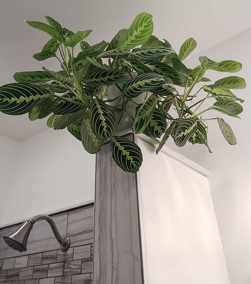 Prayer Plant indoor decoration 6