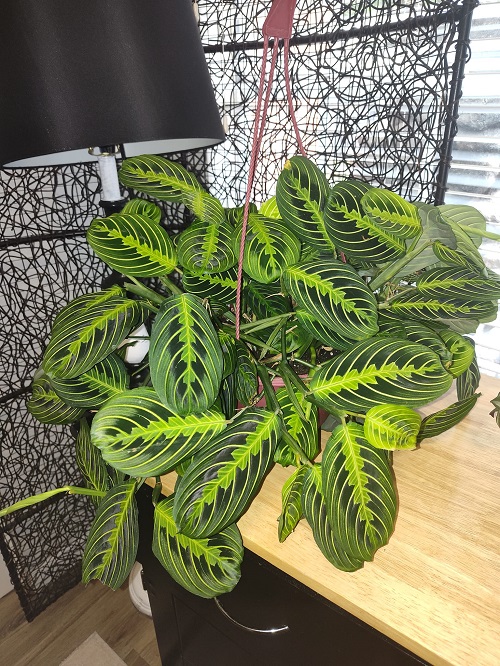 Prayer Plant Display Ideas 3