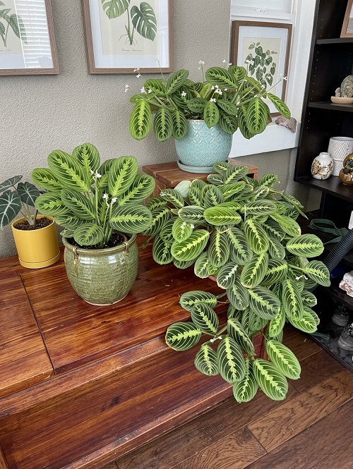 Prayer Plant Display Ideas 4