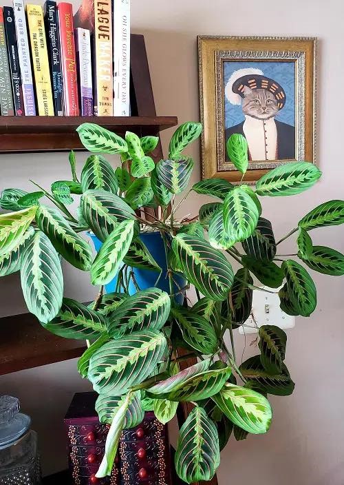 Prayer Plant Display Ideas 5