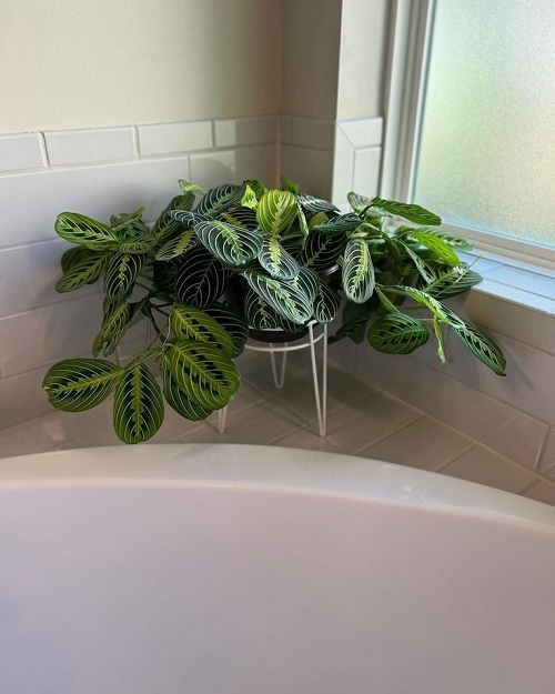 Prayer Plant indoor 2
