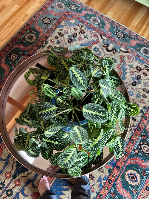 Prayer Plant indoor 4