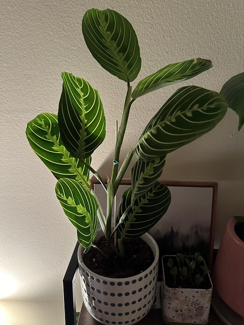 Prayer Plant support 2