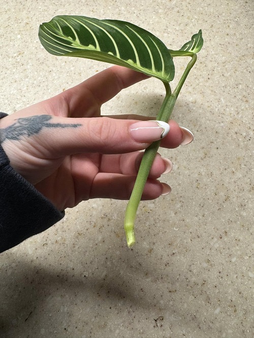 Prayer Plant cutting