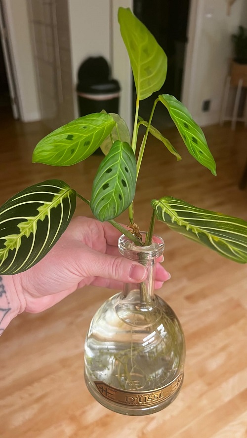 Water Propagation Tips for your Prayer Plant