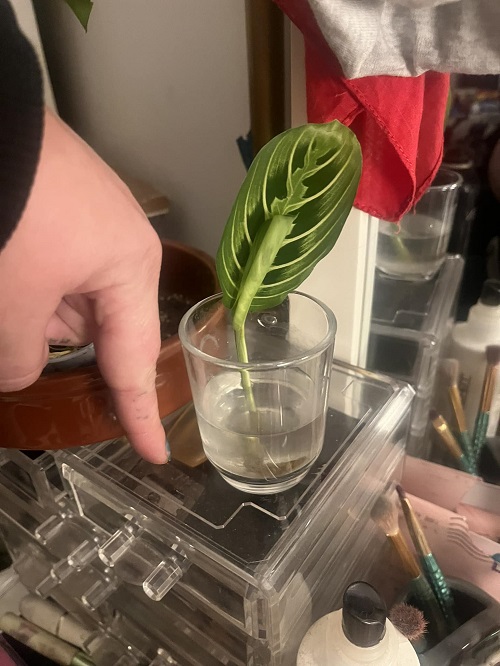 Prayer Plant in water propagation