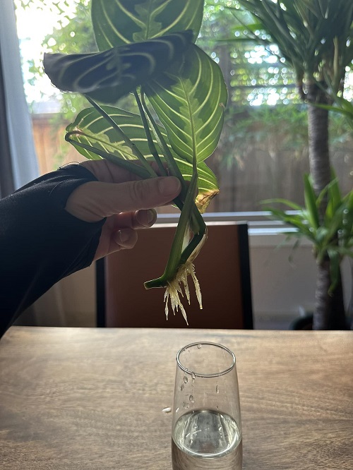 Roots to Grow in water