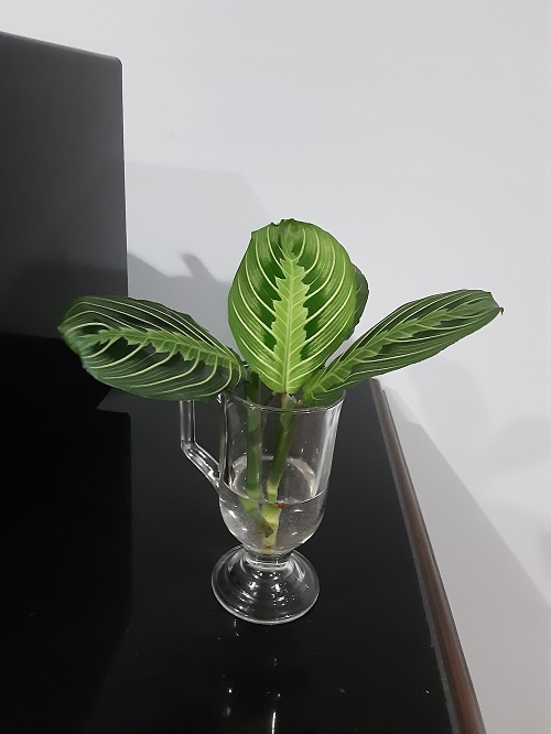 Prayer plant Place in Water