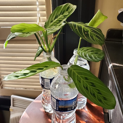 Prayer plant in Water near window