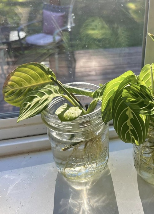 Prayer Plant in water near window