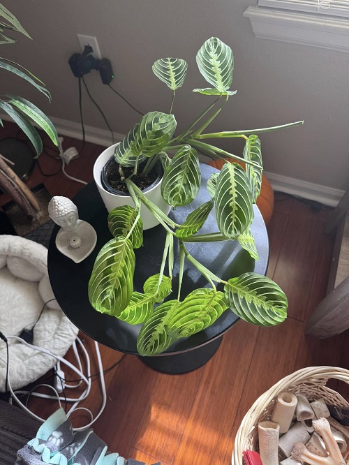 Prayer Plant near window