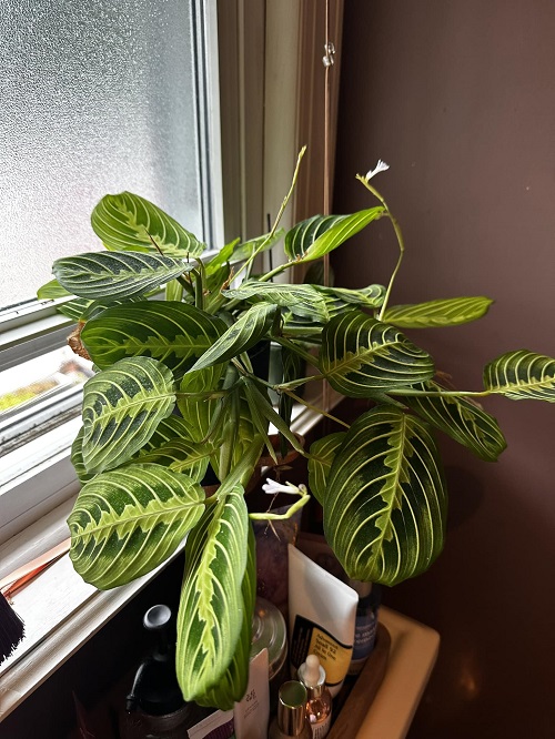 Prayer Plant indoor