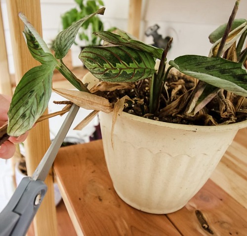Prayer Plant pruning