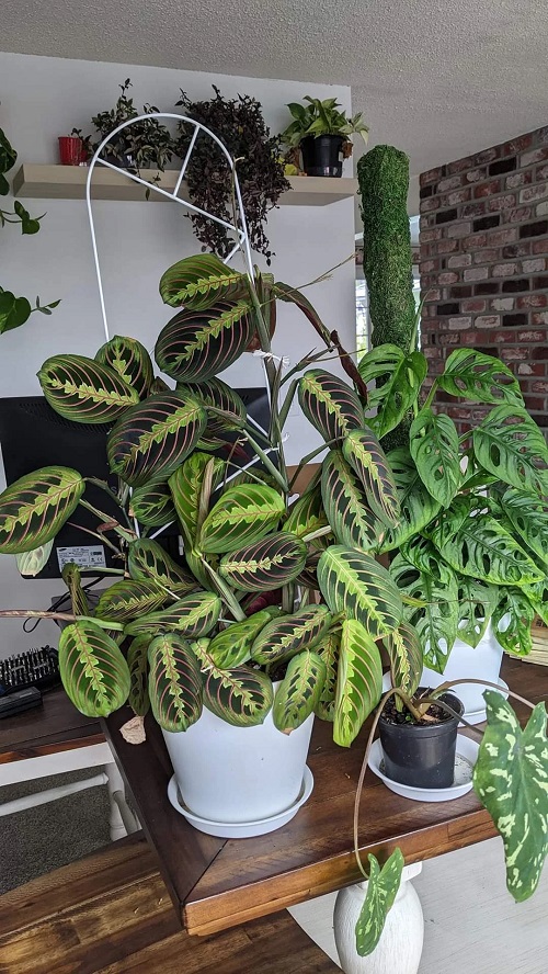 Prayer Plant support