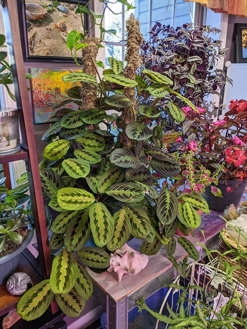 Can You Train a Prayer Plant to Grow in One Direction