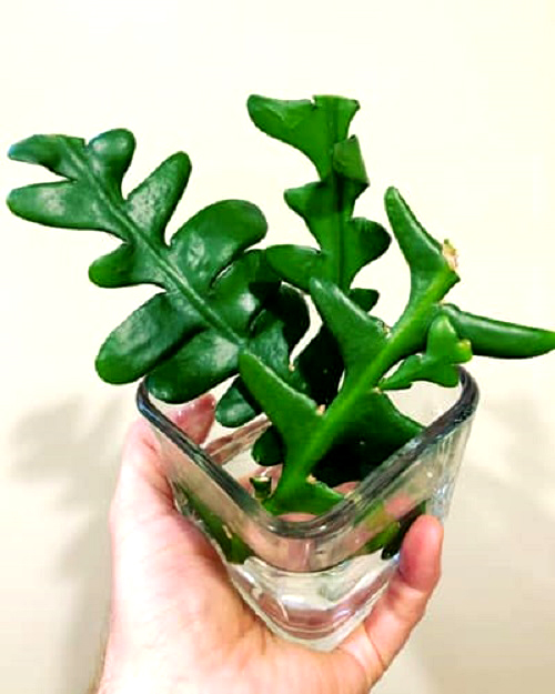Propagate Fishbone Cactus in Water