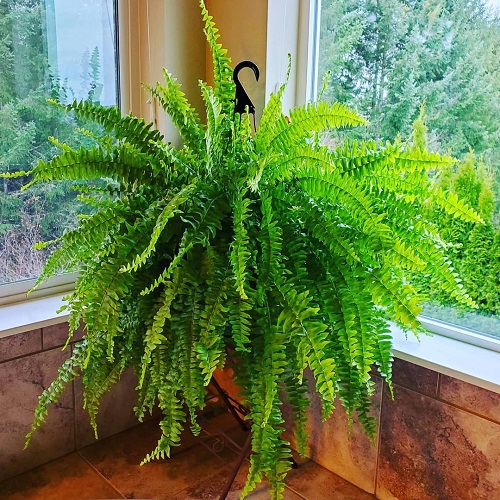Rotate Your Plants