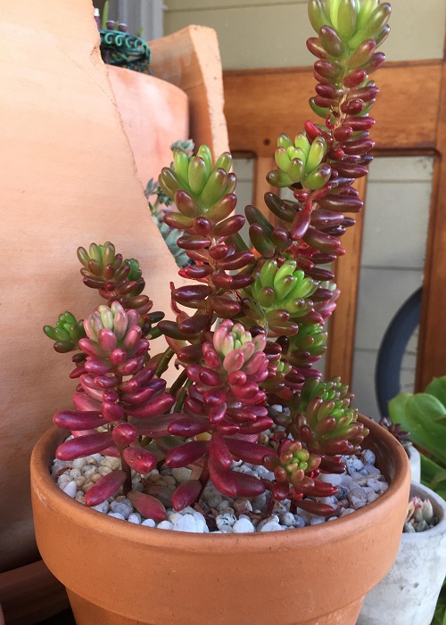 Sedum indoor