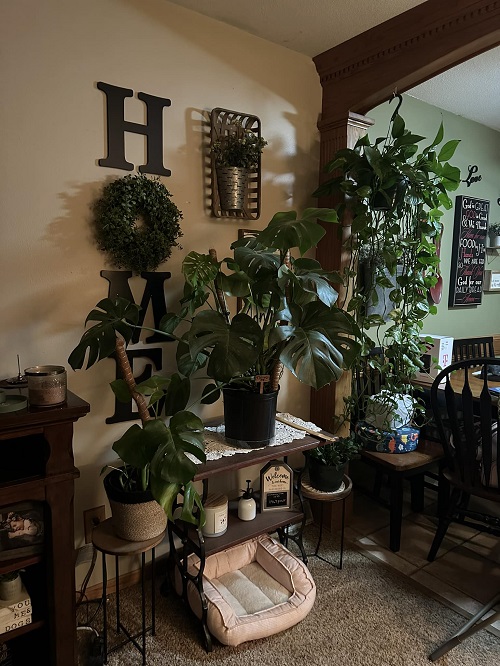 Small Space Plant apartment decor  5