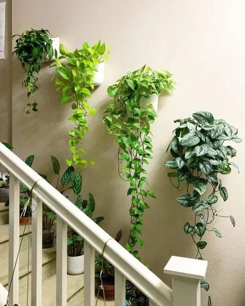 plant house dcor ideas