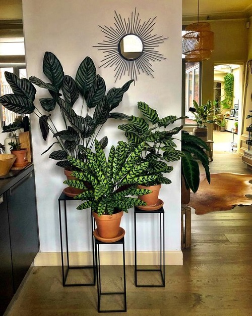 plant house dcor ideas 3
