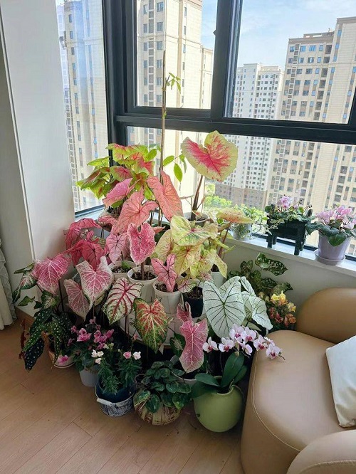 plant house dcor ideas 4