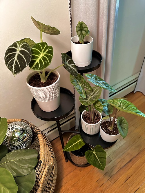 plant house dcor ideas 5