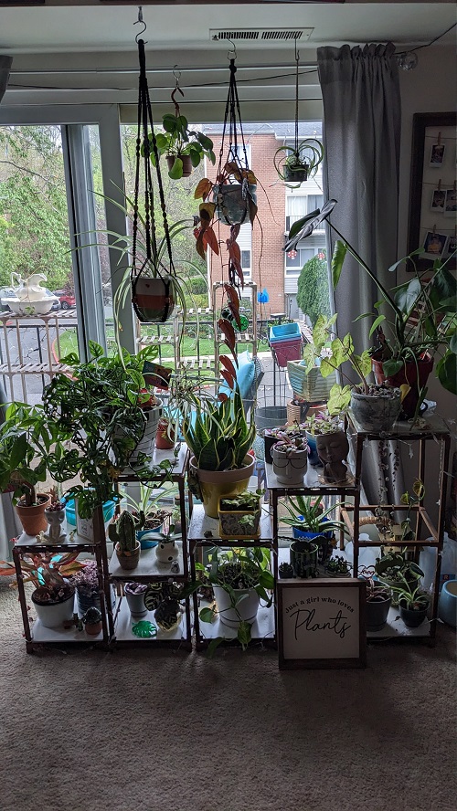 Small Space Plant Decor Ideas 2