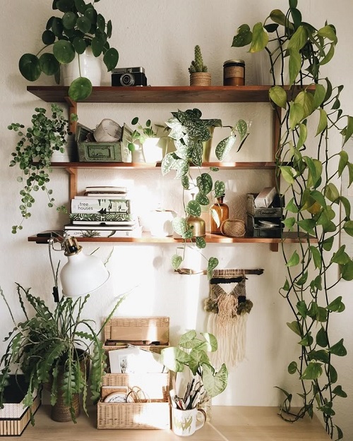 Small Space Plant apartment decor  2