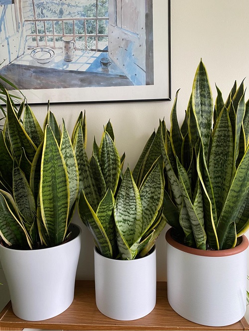 Snake Plant 