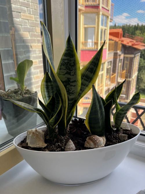 Grow Snake Plant into Circular Or Spiral Shape 3