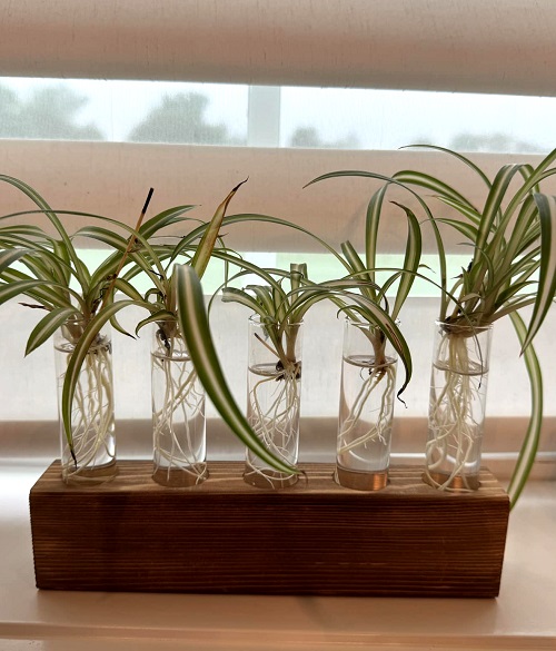spider plant in water
