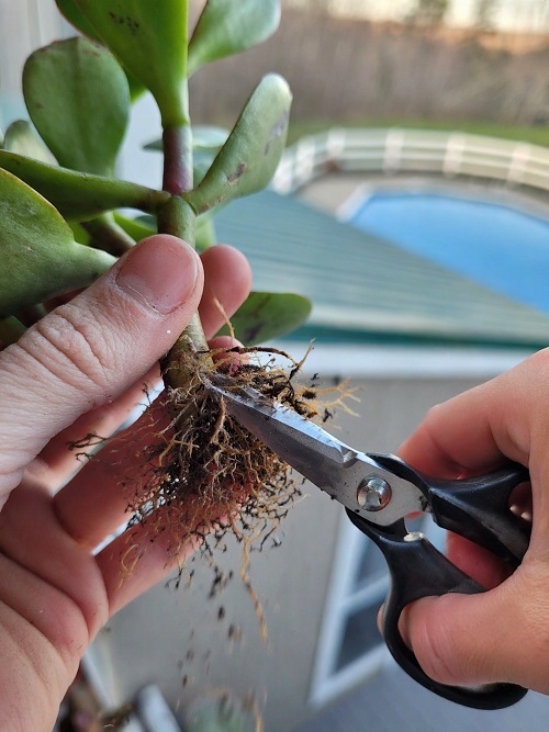trim roots of the plants