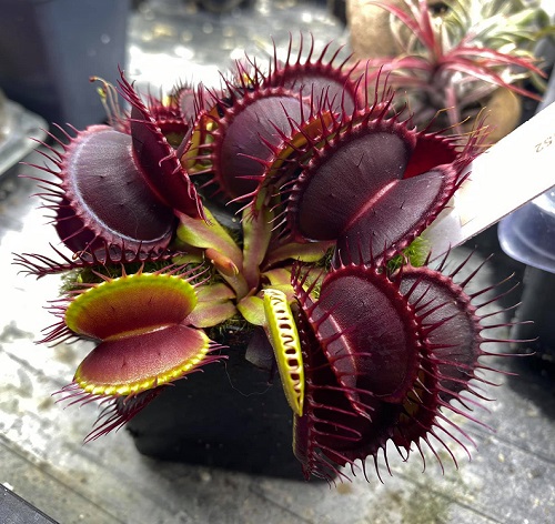Venus Flytrap