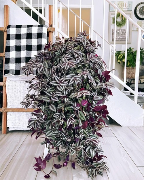 Wandering Jew bushy plant