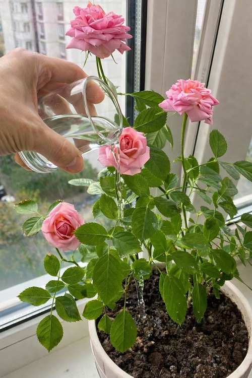 Get More Flowers from Indoor Plants 1