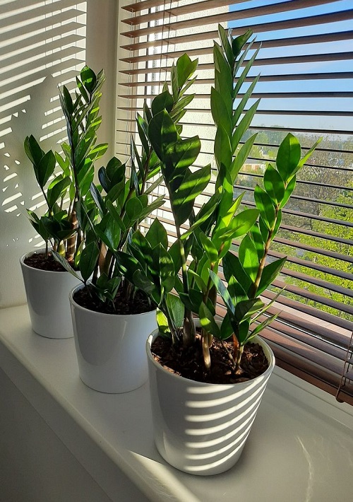 ZZ Plant Stems Bending 1