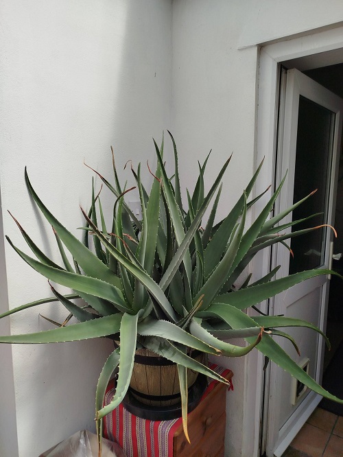 Natural Aloe Vera Feeding Using Kitchen Waste
