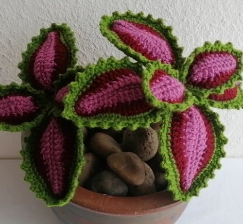 Crochet Coleus Plant free pattern 3