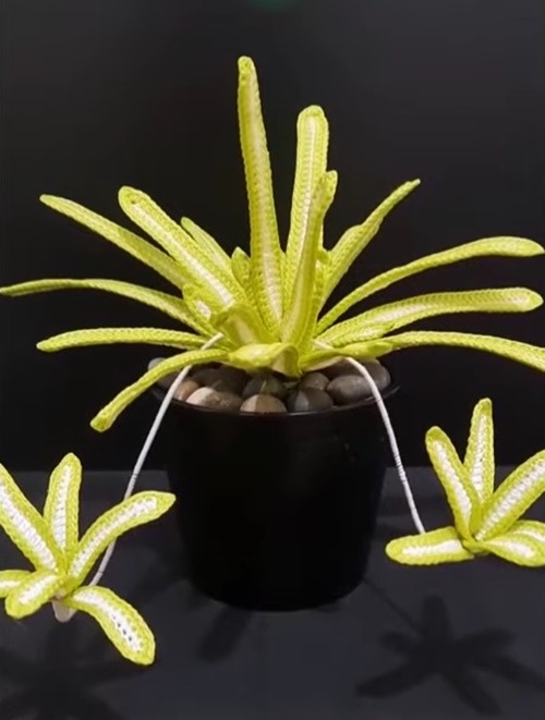 Crochet Spider Plant free pattern