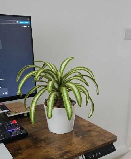 DIY Crochet Spider Plant