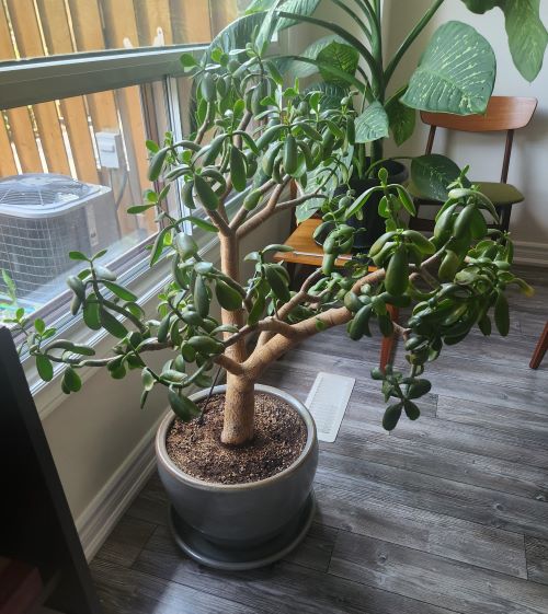 Boost Your Jade Plant's Growth