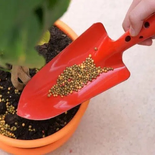 Get More Flowers from Indoor Plants 2