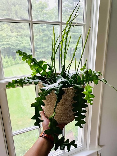 fishbone cactus indoor