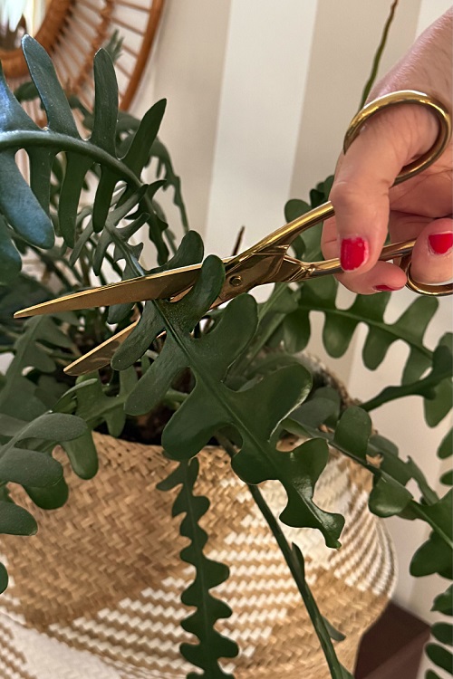 fishbone cactus pruning