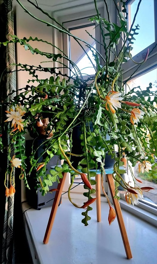 fishbone cactus window